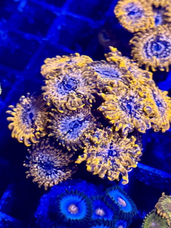 Zoa - Utter chaos WYSIWYG colony