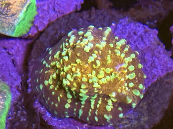 Goldmeister chalice coral - Image 2