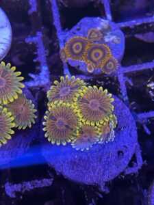 Zoa mind trick small colony