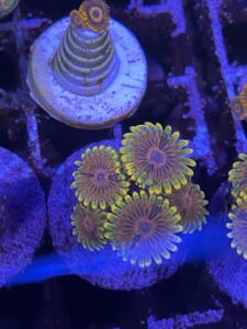 Zoa mind trick small colony