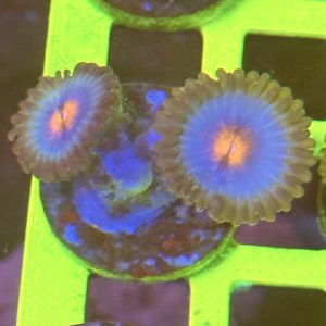 Zoa - Miami vice wysiwyg ( 1 )