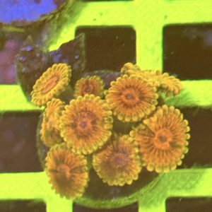 Zoa mind trick wysiwyg ( 1 )