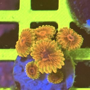 Zoa mind trick wysiwyg ( 1 ) Copy