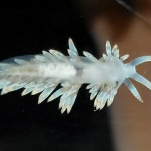 Berghia Nudibranch