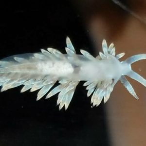 Berghia Nudibranch