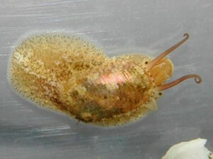 Stomatella snail in marine aquarium