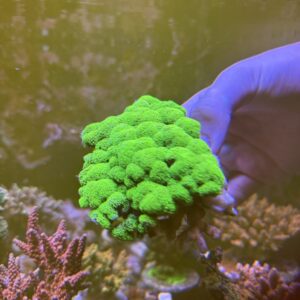 Stylophora neon green colony
