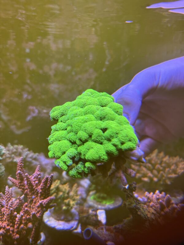 Stylophora neon green colony
