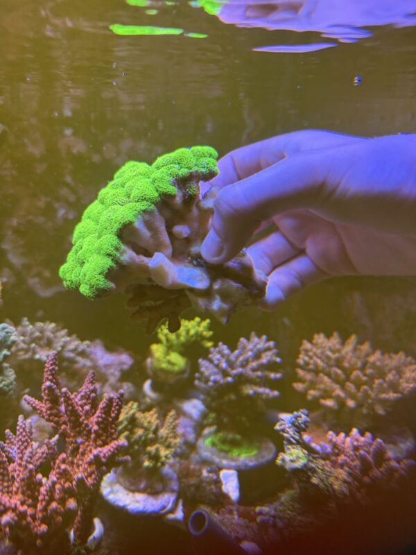 Stylophora neon green colony - Image 2