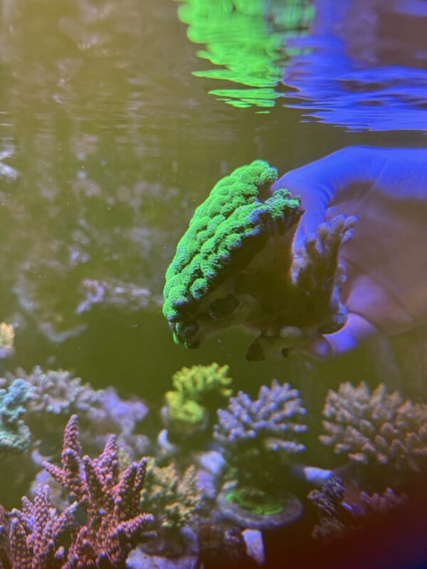 Stylophora neon green colony - Image 3