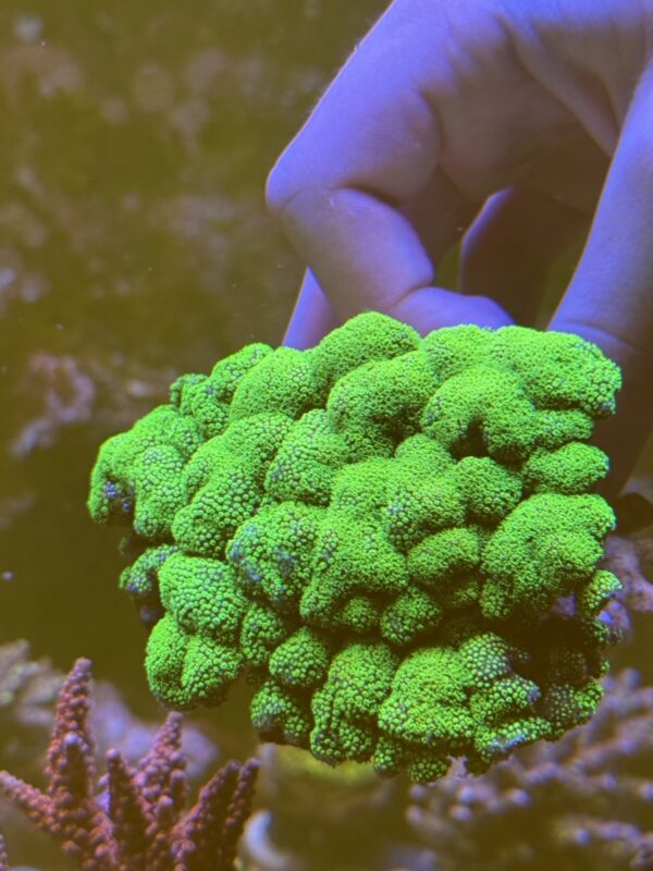 Stylophora neon green colony - Image 4