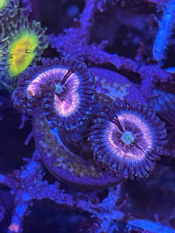 Zoa - ice phantom