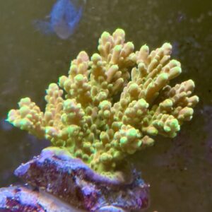 Acropora golden jawdropper