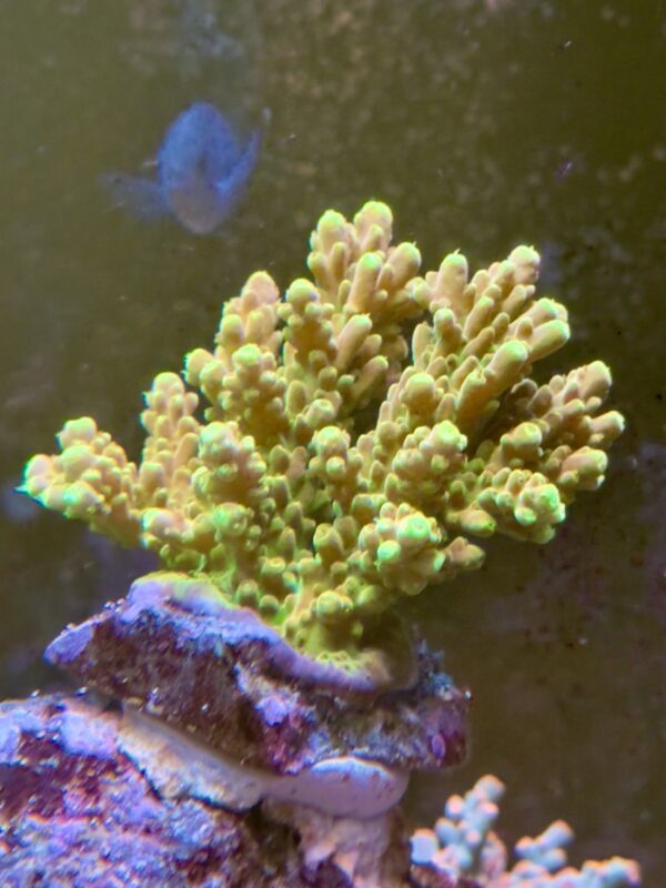 Acropora golden jawdropper