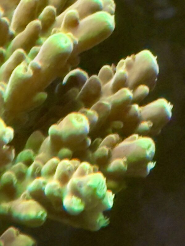 Acropora golden jawdropper