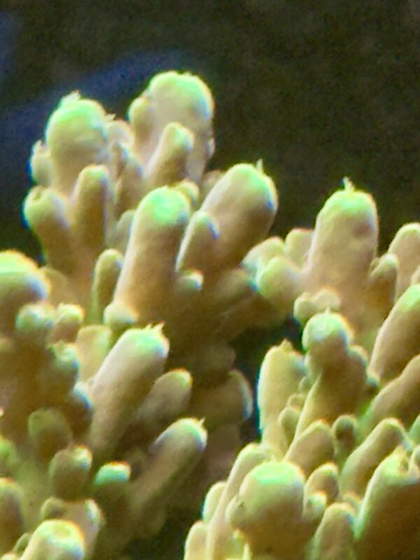 Acropora golden jawdropper