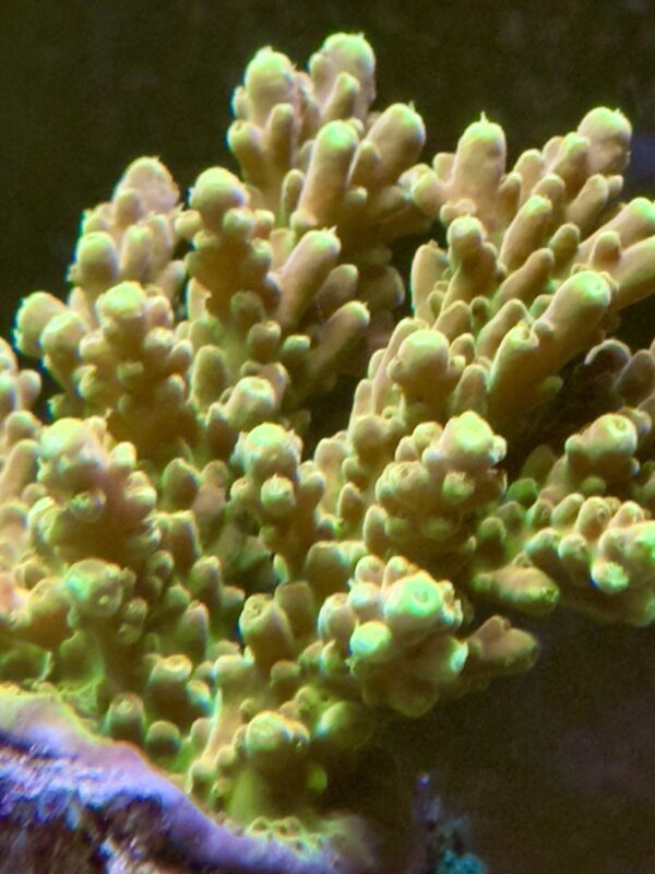 Acropora golden jawdropper