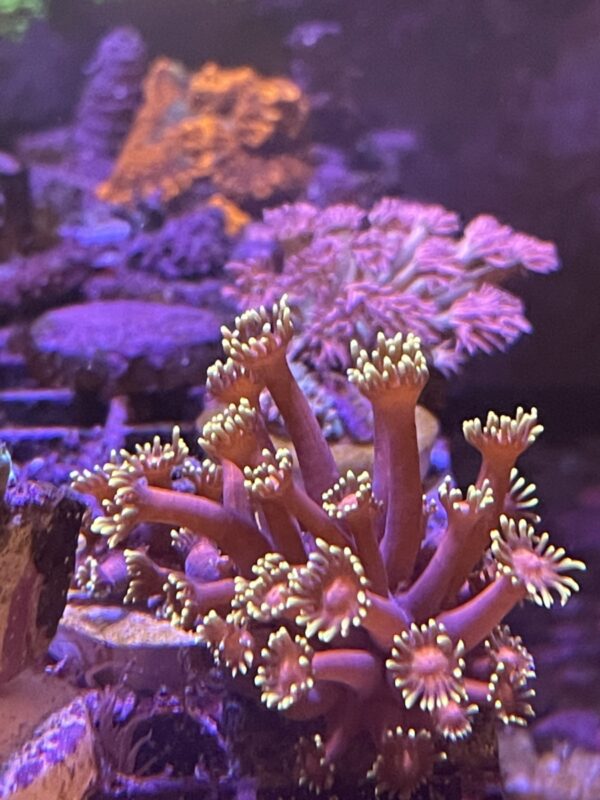 Goniopora inferno coral