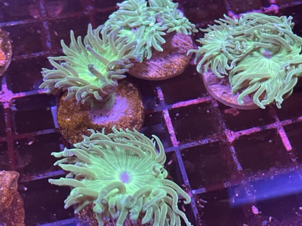 Green duncan coral