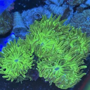 Green duncan coral with multiple heads
