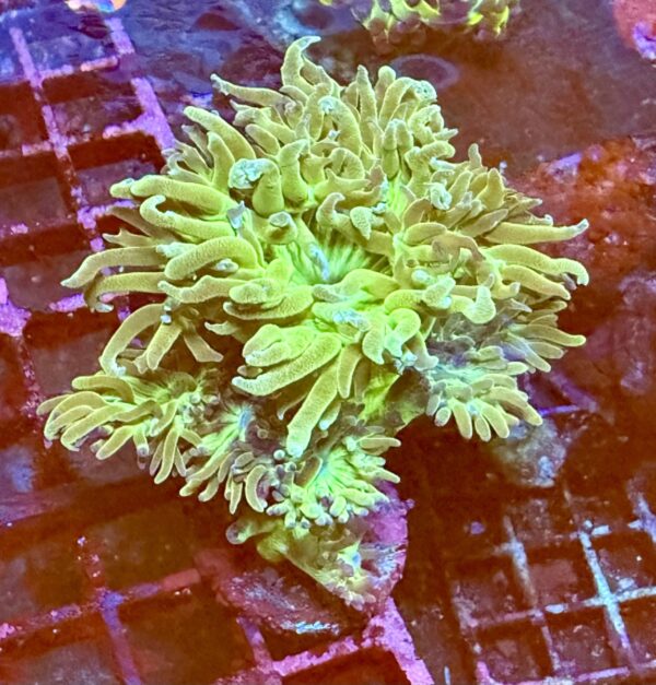 Green duncan coral