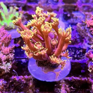 Goniopora inferno coral