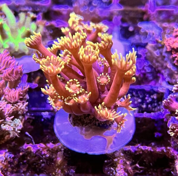 Goniopora inferno coral