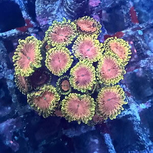 Zoa - Pink diamonds
