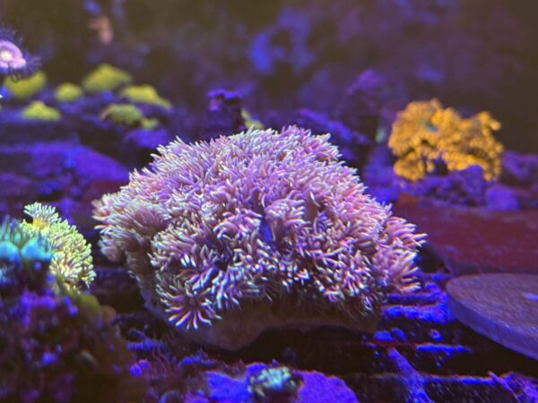 Goniopora coral frag - Image 6