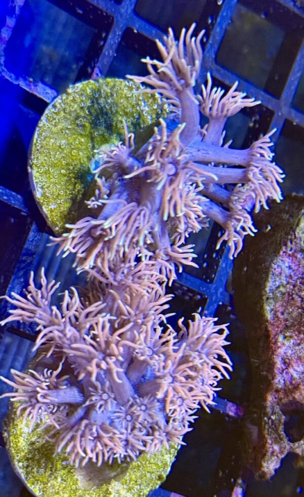 Goniopora coral frag - Image 2