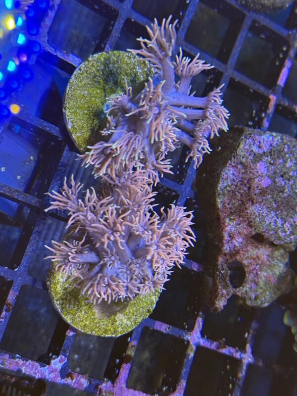 Goniopora coral frag - Image 3