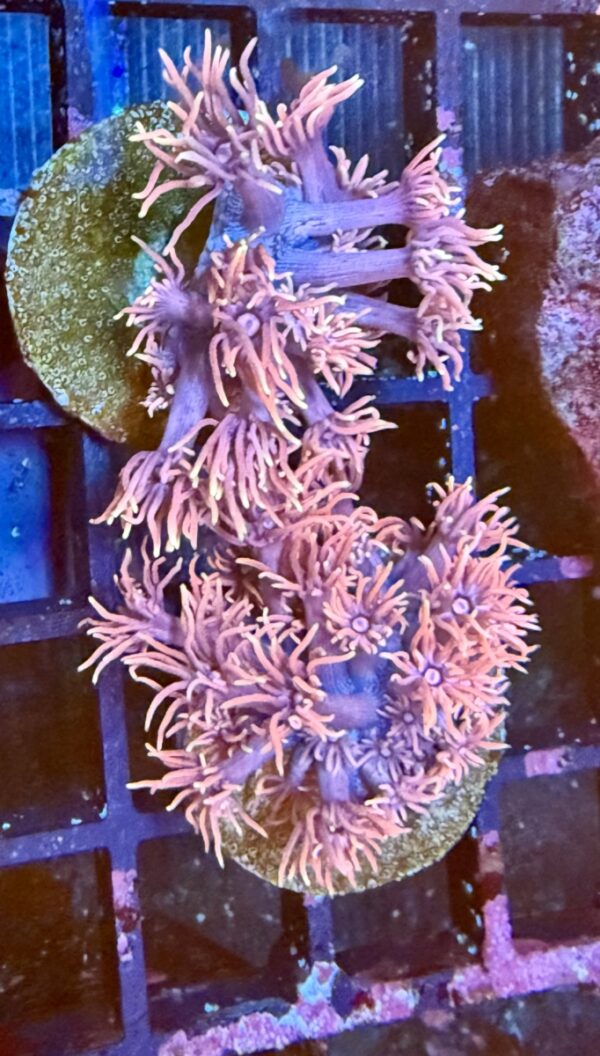 Goniopora coral frag