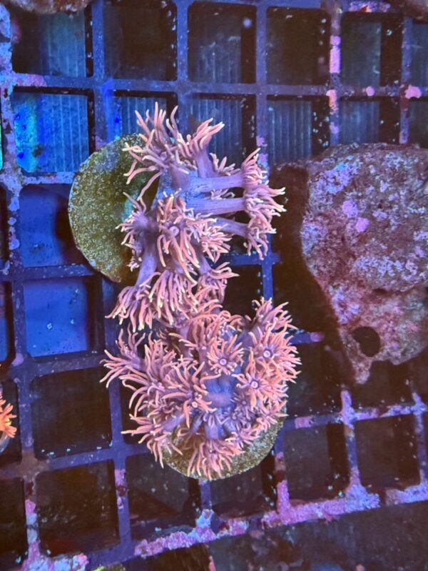 Goniopora coral frag - Image 4