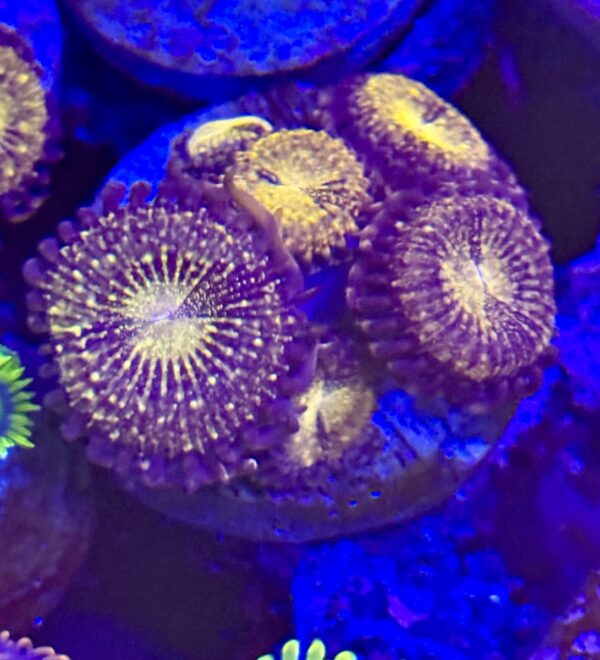 Reverse space monster zoanthid coral