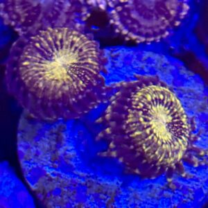 Reverse space monster zoanthid coral