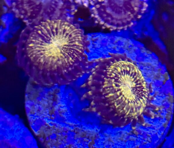 Reverse space monster zoanthid coral