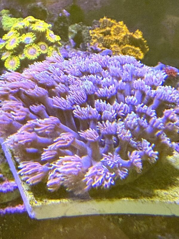 Goniopora coral