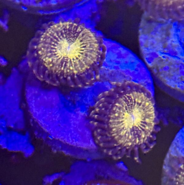 Reverse space monster zoanthid coral