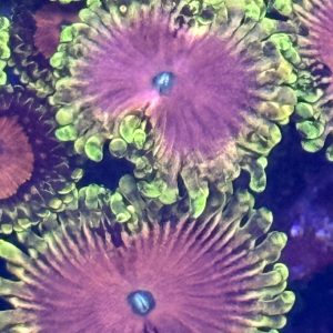Zoa - lime chillie