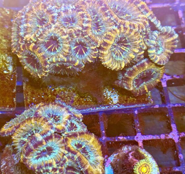 Acan lord colony - golden rainbow