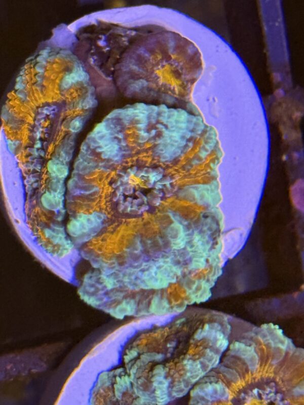 Acan lord colony - rainbow - Image 4