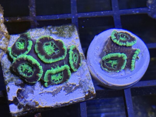 Acan lord coral colony green black