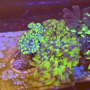 Hammer coral colony - green purple tip WYSIWYG