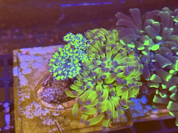 Hammer coral colony - green purple tip WYSIWYG