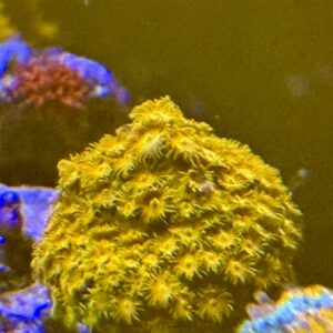 Orange cyphastrea coral