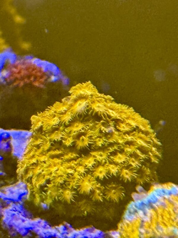 Orange cyphastrea coral