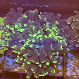 Hammer coral colony - neon green tip WYSIWYG