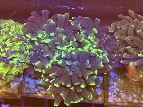 Hammer coral colony - neon green tip WYSIWYG