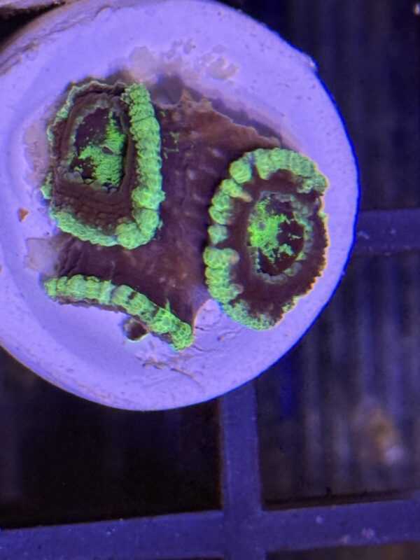 Acan lord coral colony green black