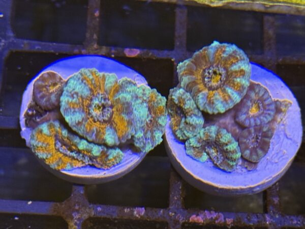 Acan lord rainbow wysiwyg colony